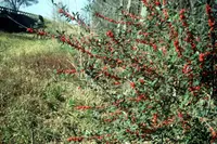 possumhaw