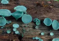 Turquoise Elfcup