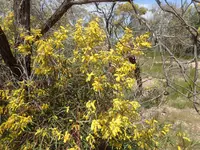 spearwood (Acacia doratoxylon) plant
