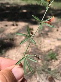 Wright's Deervetch (Acmispon wrightii) plant