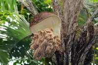chocho palm