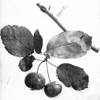 sweet crab apple (Malus coronaria) plant