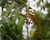 Vismia baccifera