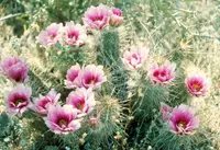pinkflower hedgehog cactus