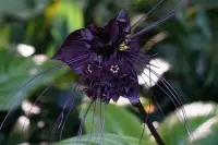 Tacca chantrieri