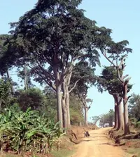 African teak (Milicia excelsa) plant