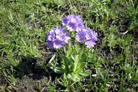 Bird's Eye Primrose (Primula algida) plant