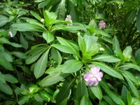 shrub balsam