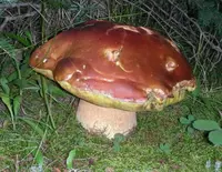 Ruby Porcini
