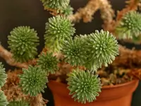 Sedum multiceps