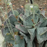 Duckfoot Adromischus