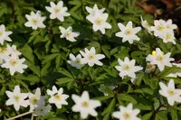 wood anemone