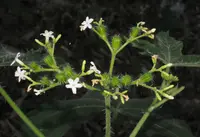 Cnidoscolus megacanthus