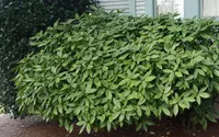 Aucuba japonica with leaves