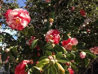 Camellia japonica outdoor