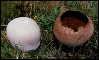 mosaic puffball