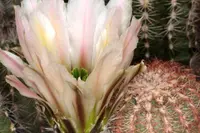 rainbow cactus