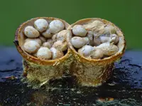 common bird's nest fungus
