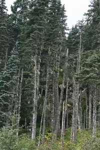 Lutz's spruce