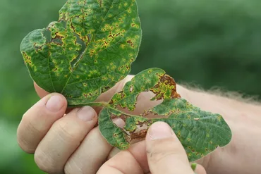 Bacterial Blight