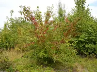 bloodtwig dogwood (Cornus sanguinea) plant