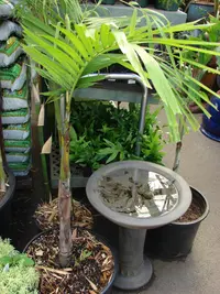 Solitaire palm