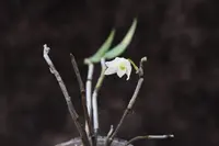 Dendrobium moniliforme flower