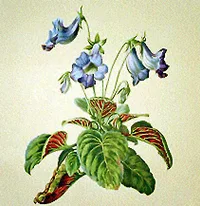 Brazilian gloxinia (Sinningia speciosa) plant
