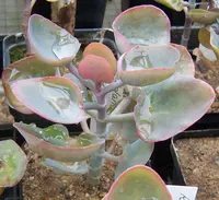 Kalanchoe synsepala
