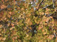 Oriental Sweetgum (Liquidambar orientalis) plant