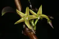 Propeller Vine (Ischnolepis natalensis) plant