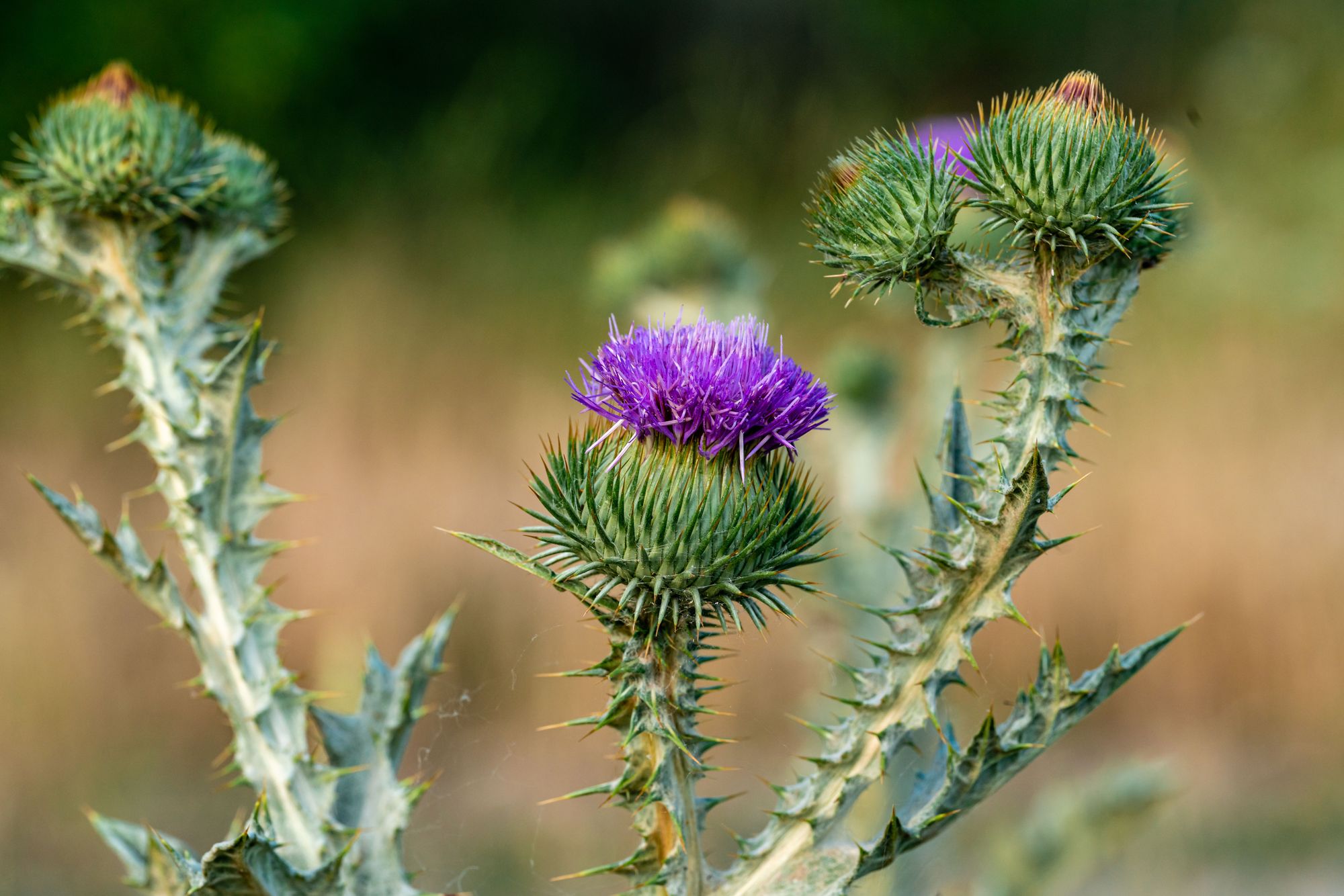 Flowers With Thorns - Thistle