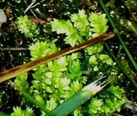Meadow spikemoss (Selaginella apoda) plant