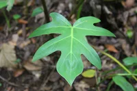 Philodendron bipennifolium (Philodendron bipennifolium) plant