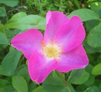 French rose (Rosa gallica) plant
