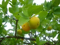cagaita