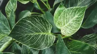 Philodendron