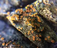 Firedot Lichen