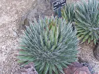 Thread agave