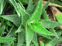 mitre aloe
