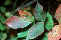 poison sumac