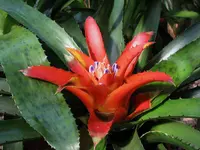 Blushing Bromeliad