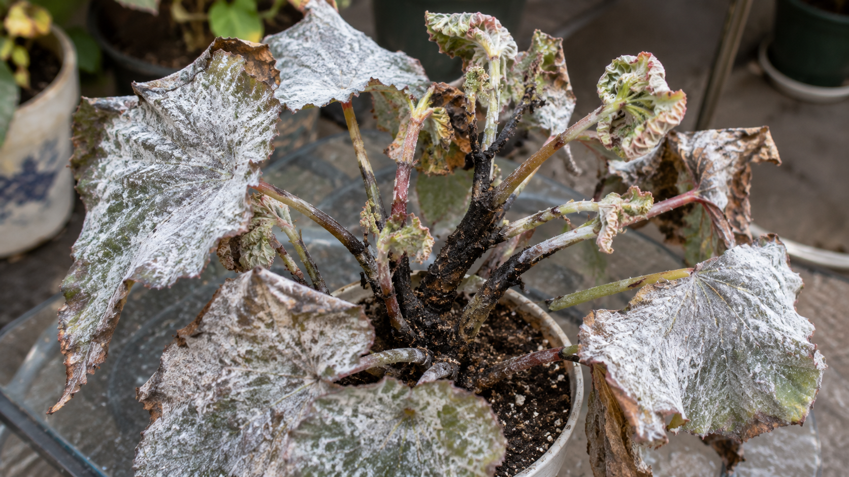 Begonia in a pot