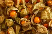 hairy groundcherry