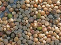 breadnut