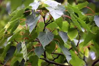 Kawakami Maple