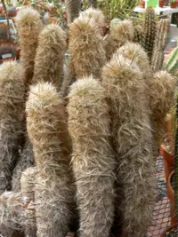 Old Man of the Mountain (Oreocereus trollii) plant