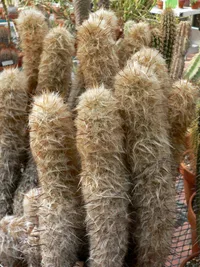 Old Man of the Mountain (Oreocereus trollii) plant