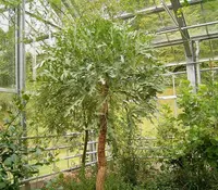 Southern Cabbagetree