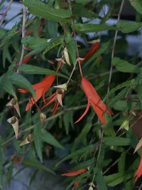 Bolivian begonia